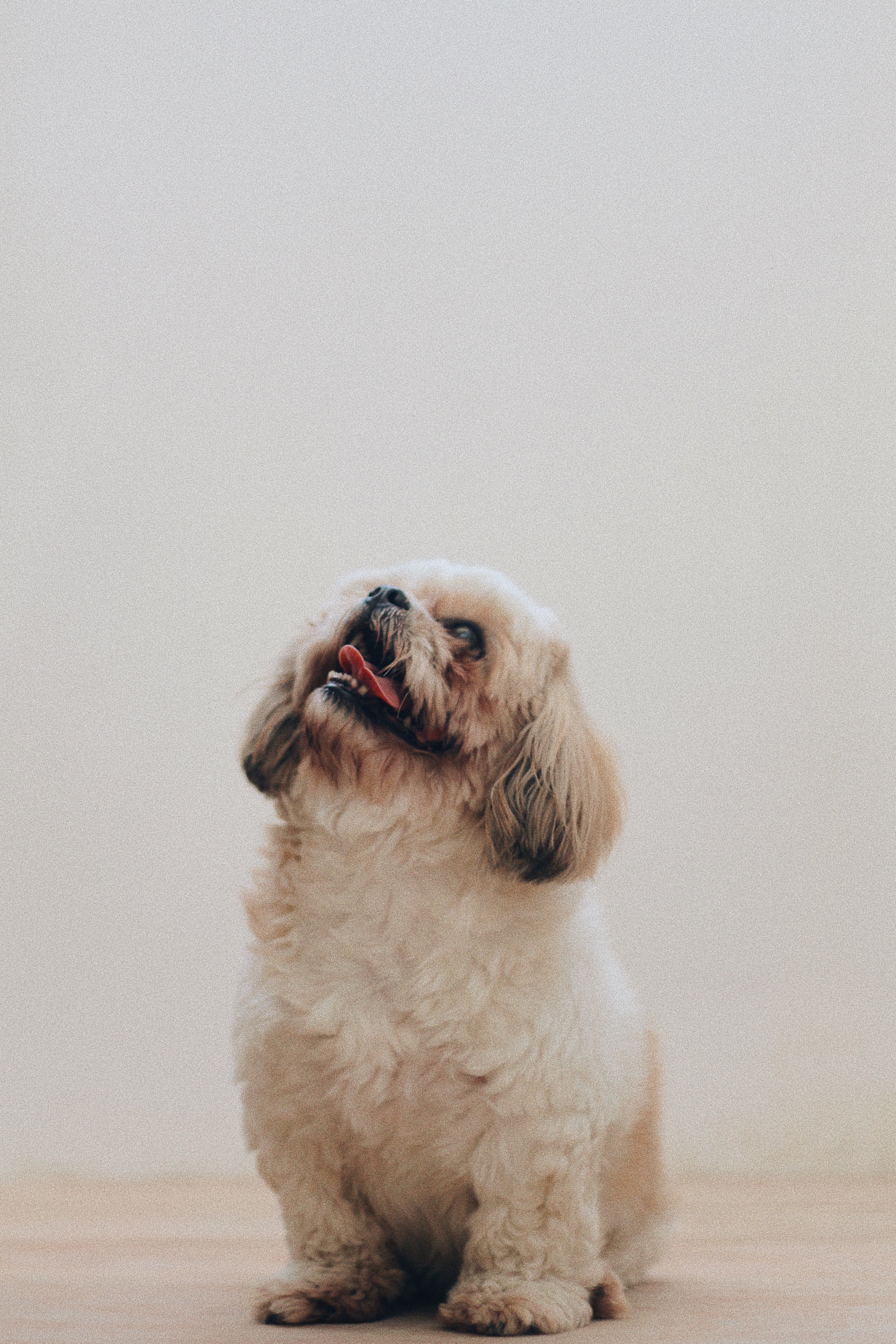 White dog looking up